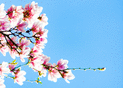 Fleurs de magnolia pour un mariage romantique